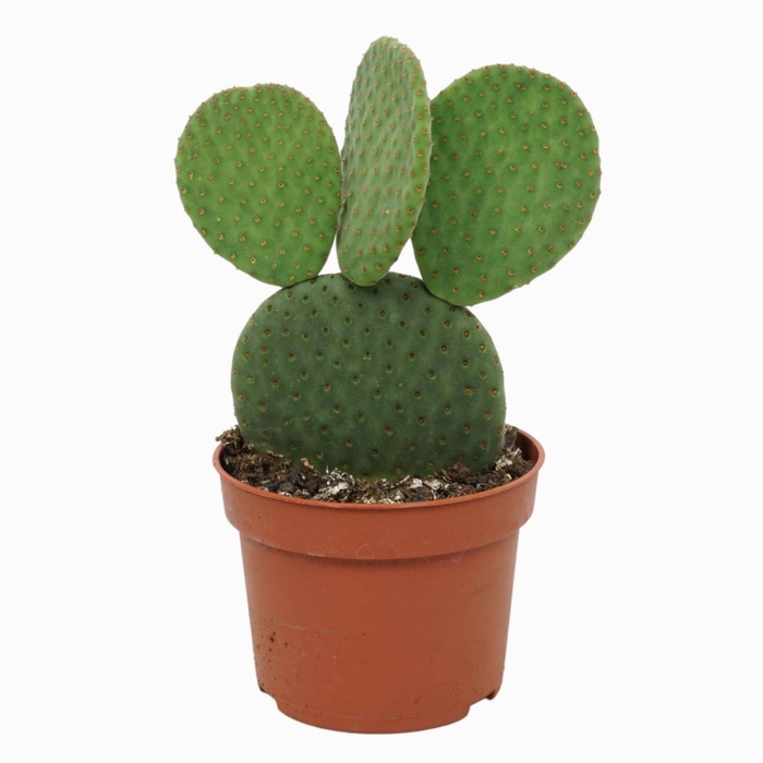 <h4>Opuntia</h4>