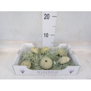 Tillandsia usneoides