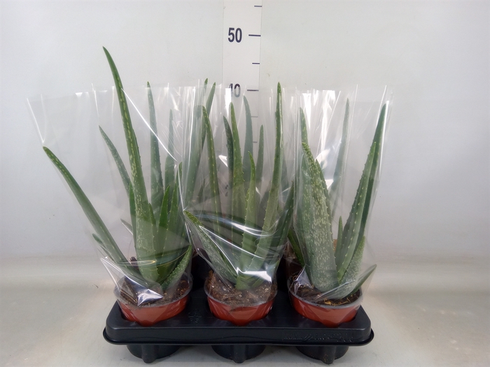 <h4>Aloe vera</h4>