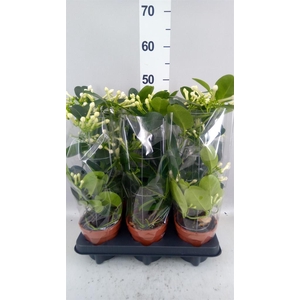 Stephanotis floribunda   ...