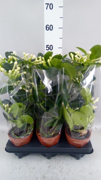<h4>Stephanotis floribunda   ...</h4>