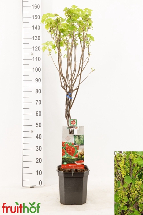 <h4>RIBES RUB JONKH TETS</h4>