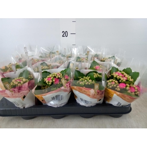 Kalanchoe blos. 'RosDon Nando'