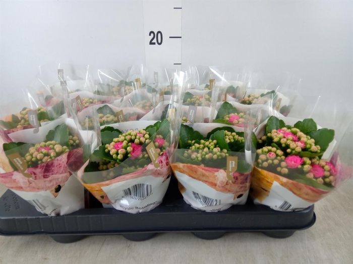 <h4>Kalanchoe blos. 'RosDon Nando'</h4>