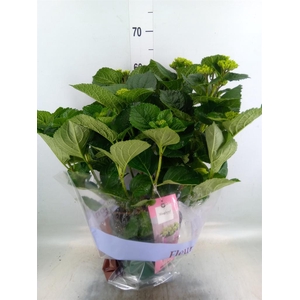 Hydrangea mac. 'Magical Amethyst'