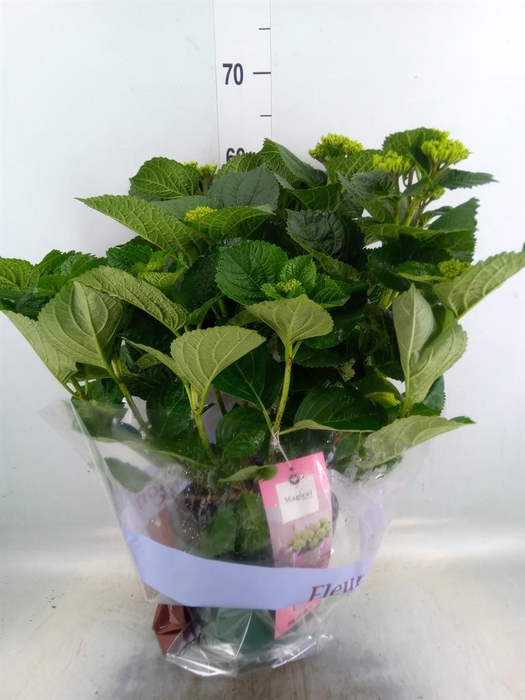 <h4>Hydrangea mac. 'Magical Amethyst'</h4>