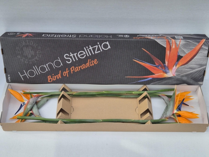 <h4>Strel Reginae Bloem</h4>