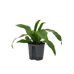 Dracaena fragrans 'Janet Craig'