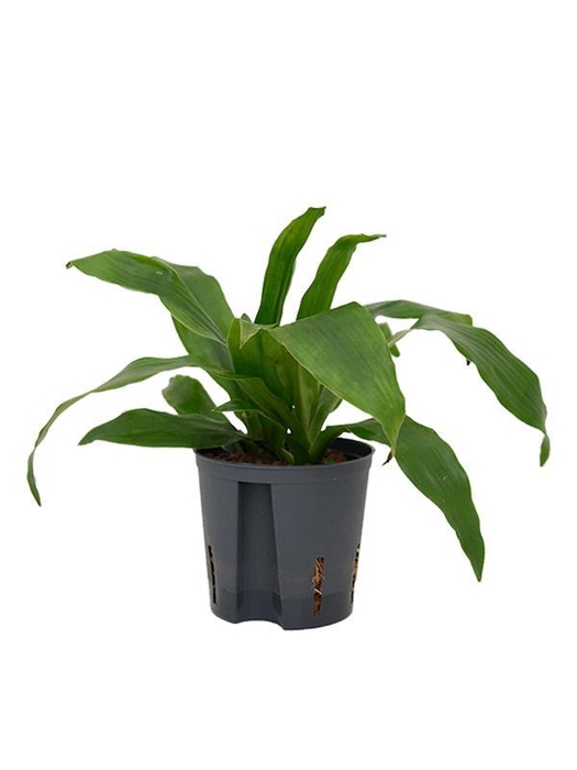 <h4>Dracaena fragrans 'Janet Craig'</h4>
