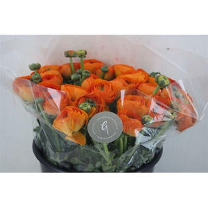 Ran Cloni Sup Lambada