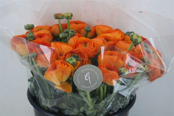 <h4>Ran Cloni Sup Lambada</h4>