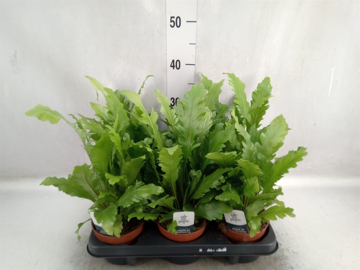 <h4>Asplenium nidus 'Campio'</h4>