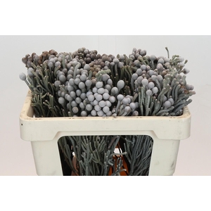 Kaaps Groen Silver Brunia