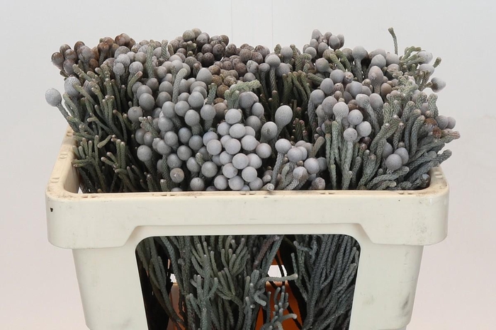 <h4>Kaaps Groen Silver Brunia</h4>