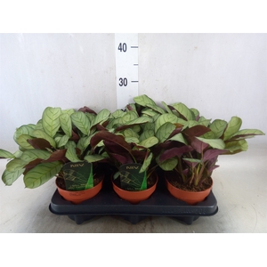 Ctenanthe burle-marxii 'Amagris'