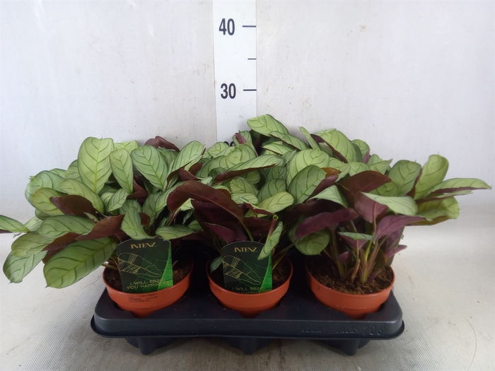 <h4>Ctenanthe burle-marxii 'Amagris'</h4>