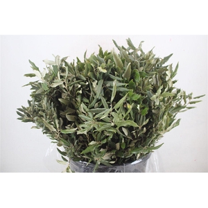 Steeneik Leaves P Bunch