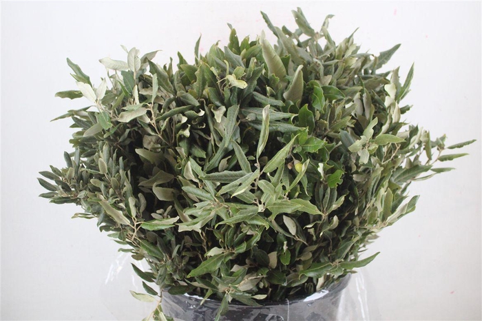 <h4>Steeneik Leaves P Bunch</h4>