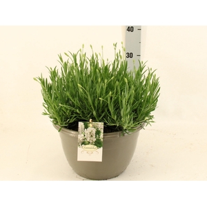 LAVAN AN AROMA WHITE