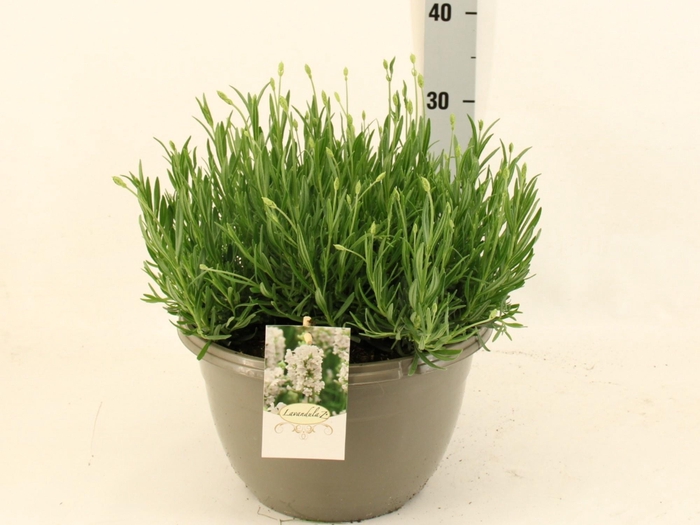 <h4>LAVAN AN AROMA WHITE</h4>