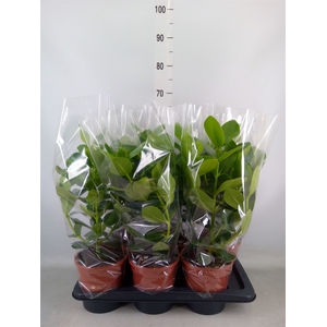 Clusia rosea 'Princess'