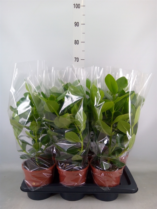 <h4>Clusia rosea 'Princess'</h4>