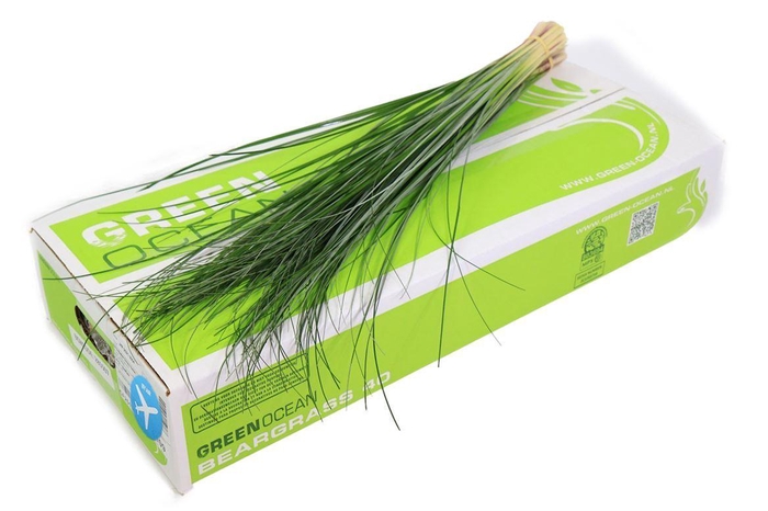 <h4>Xerophyllum tenax Beargrass per bos</h4>