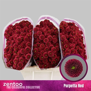 Chr S Aaa Purpetta Red