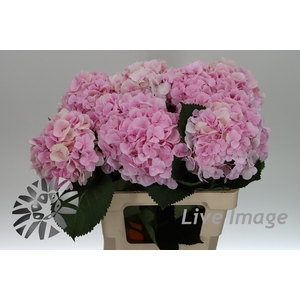 Hydrangea verena