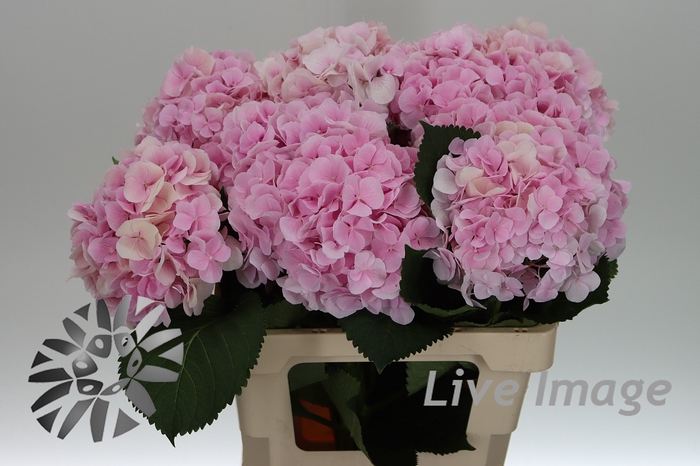 <h4>Hydrangea verena</h4>