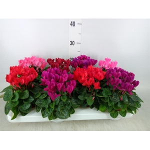 Cyclamen KL 'Compact'