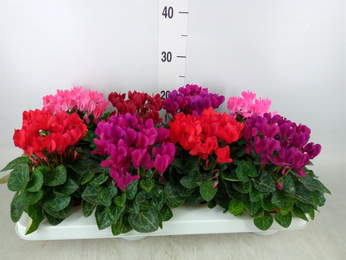 <h4>Cyclamen KL 'Compact'</h4>