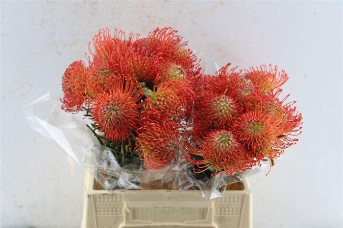 <h4>LEUCO CO SUCCESSION</h4>