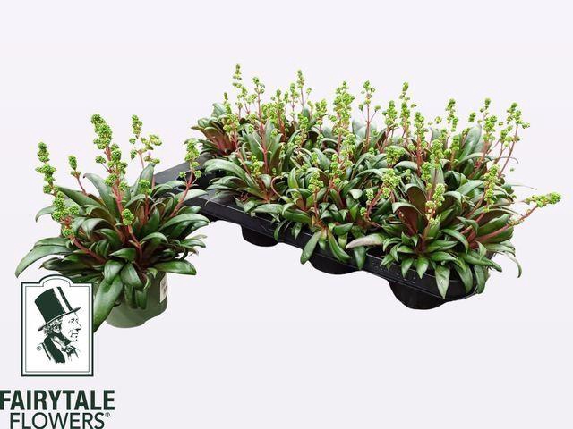 <h4>Crassula rosularis</h4>