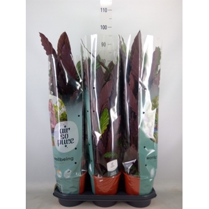 Calathea rufibarba