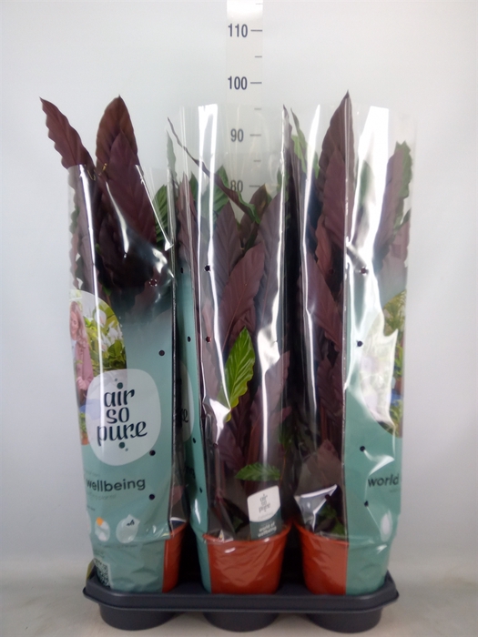<h4>Calathea rufibarba</h4>