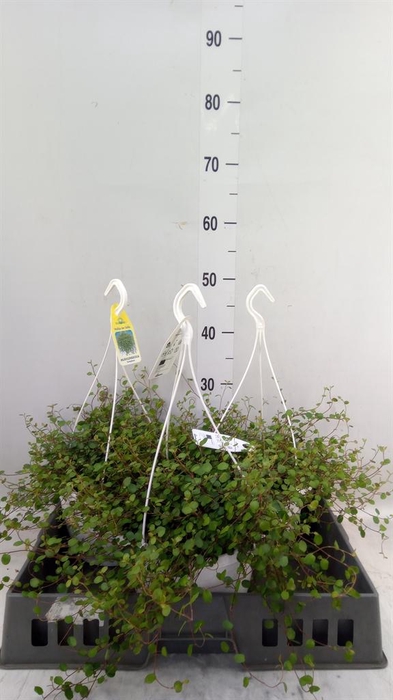 <h4>Muehlenbeckia com. 'Mao'ri'</h4>