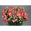 Dianthus Sp Minuetto x100