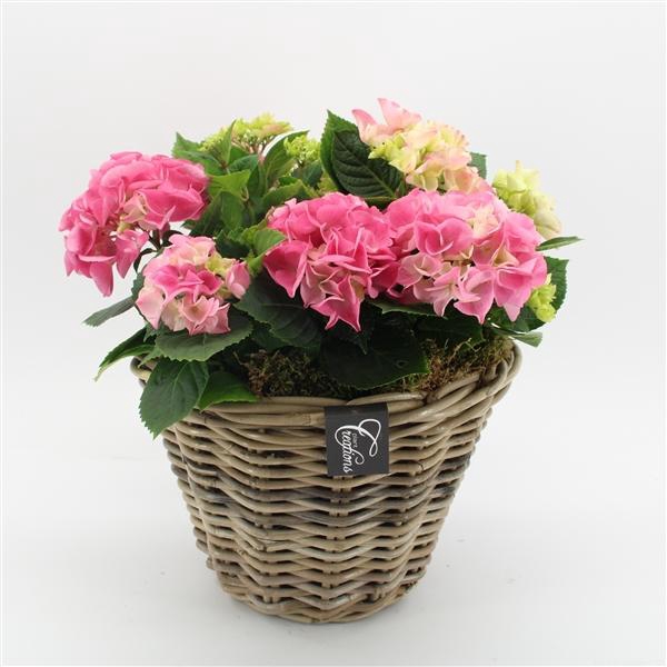 <h4>Arrangementen Hydrangea H%</h4>