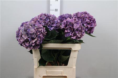 <h4>Hydr Cl M Roy Opera</h4>