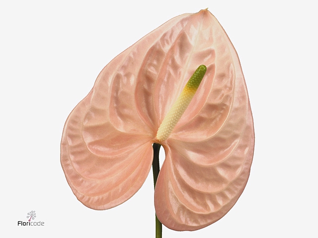 Anthurium Cheers