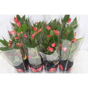 ANTHURIUM MINI MILLION FLOWERS P09