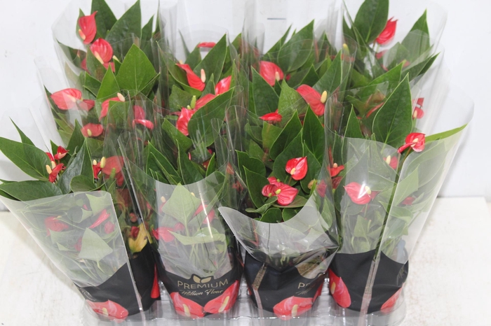 <h4>ANTHURIUM MINI MILLION FLOWERS P09</h4>
