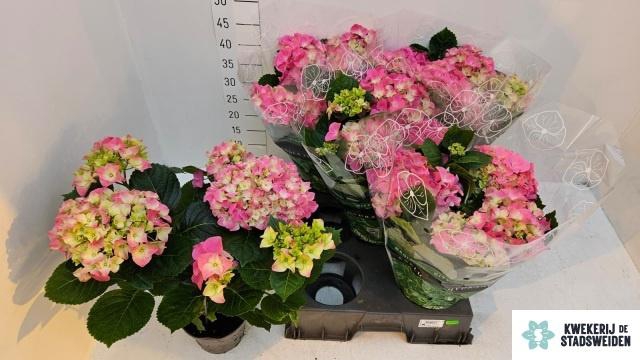 <h4>HYDR M EARLY ROSA</h4>