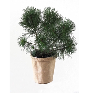 PINUS MUGO,BJERGFYR p19