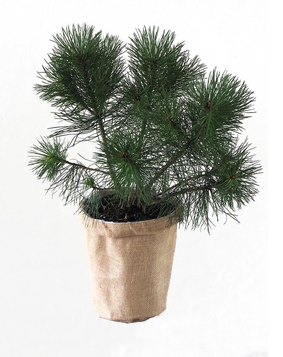 <h4>PINUS MUGO,BJERGFYR p19</h4>