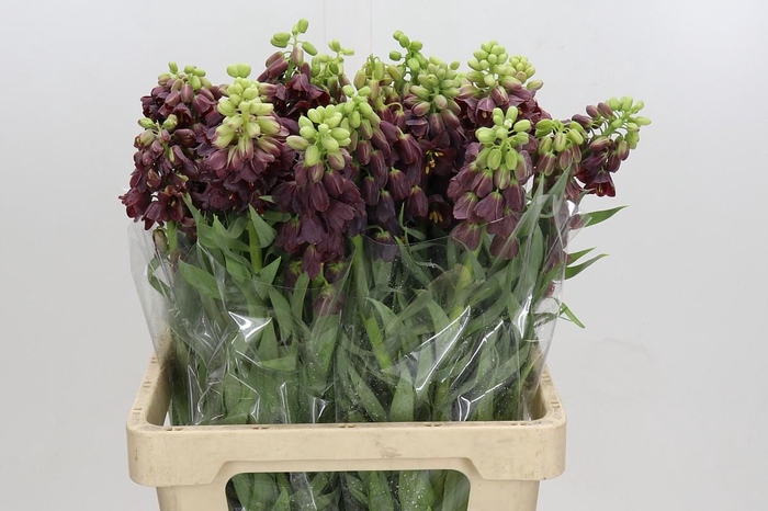 <h4>Fritillaria Persica</h4>