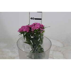 DIANTHUS SWEET WILLIAM PINK 040 CM