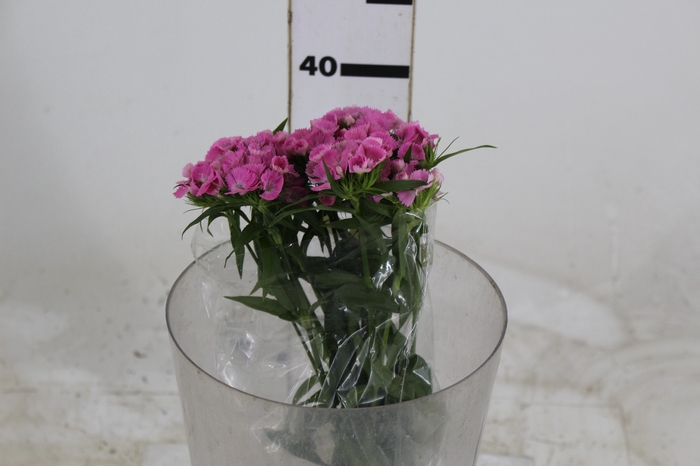 <h4>DIANTHUS SWEET WILLIAM PINK 040 CM</h4>