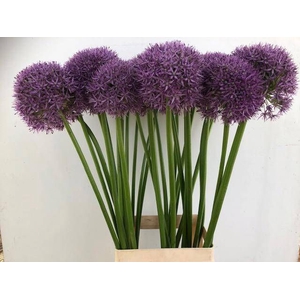 ALLIUM PINBALL WIZAR